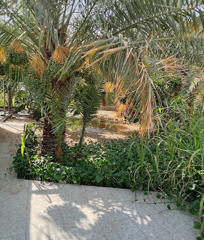 مزرعة ابورياض(حسن عبدالكريم آل سقلب) - Safwa - +966 54 951 4371