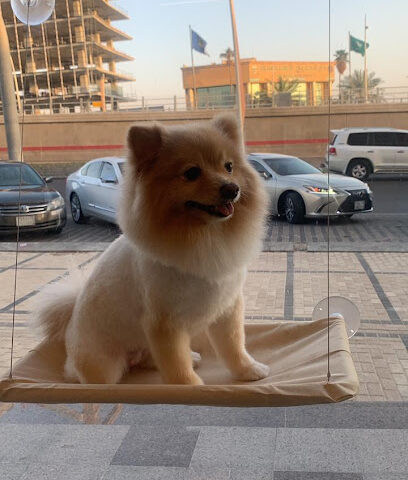 The Social Pup - ذا سوشل بوب - Riyadh - +966 53 051 4807
