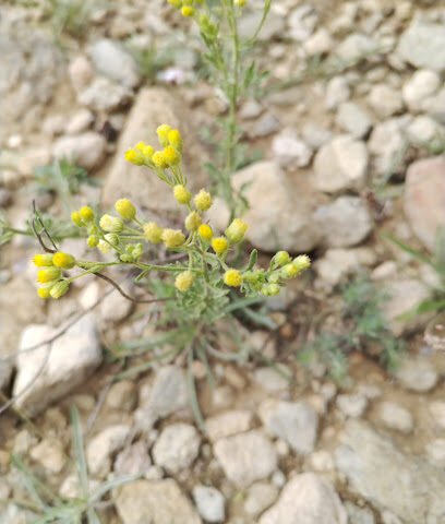 جبل زغنان - Al Namas -