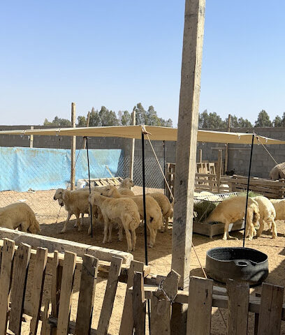 ابو فيصل لذبايح - Tabuk - +966 59 945 5565