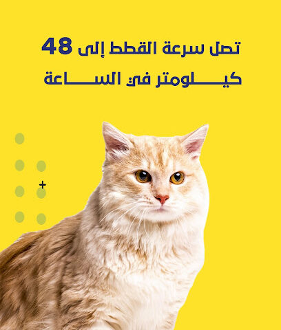European Veterinary Clinic - Jeddah - +966 12 667 6330