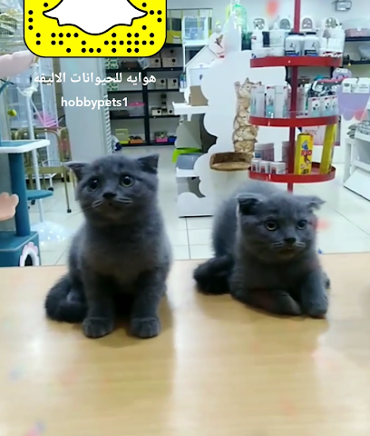 محل هوايه للحيوانات الاليفه - hobby pets - Al Jubail - +966 56 642 4710