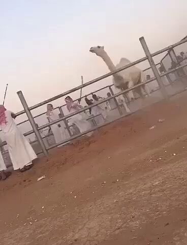 ملعب مدرسة الامام الشاطبي لتحفيظ - Dumat al-Jandal -