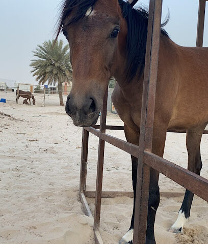 مربط عمهوج للخيل العربية - Al Jubail - +966 56 840 0410