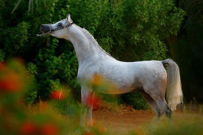 مربط منعاء للخيل العربية الاصيلة - Tanomah - +966 50 862 4408