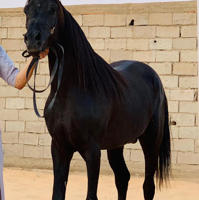 اسطبل ومربط الصميمه - Al Madinah Al Munawwarah - +966 50 821 8582