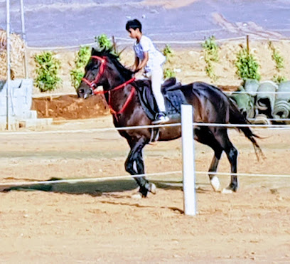 مربط بن سالم - Al Jumum - +966 59 860 7998