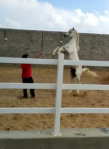اسطبل ابو غالب - Al-Mektaa - +966 53 165 4042