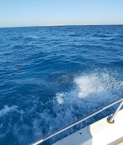 Umluj diver center boat location - Yanbu - +966 56 939 1366