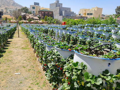 Strawberries Farm - Alhada -