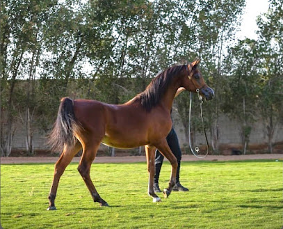 مربط بني مالك للخيل العربية الاصيلة - Safwa - +966 55 855 0963