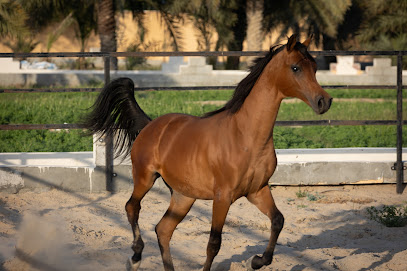 مربط WGT - Ras Tanura - +966 55 034 0031