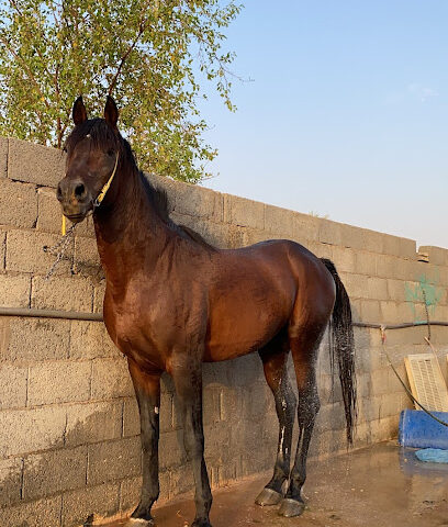 مربط زاد - Al Qasab - +966 50 487 3143