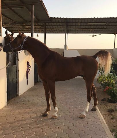 مربط الغازيات للخيل العربية الاصيلة - Jeddah - +966 54 005 5741