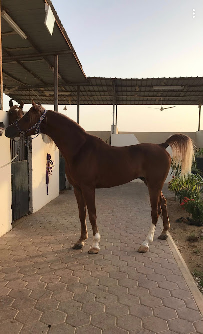 مربط الغازيات للخيل العربية الاصيلة - Saudi Arabia|Jeddah 23785|Unnamed Road