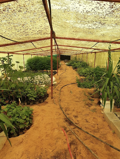 Rowdh - Saudi Arabia|Buraydah|Unnamed Road 52233،