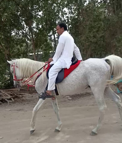 al wafi stable - Safwa -