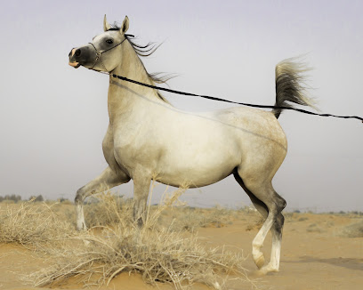 مربط صحاري نجد للخيل العربية الأصيلة - مركز، 3PCV+29، - +966 50 454 4933
