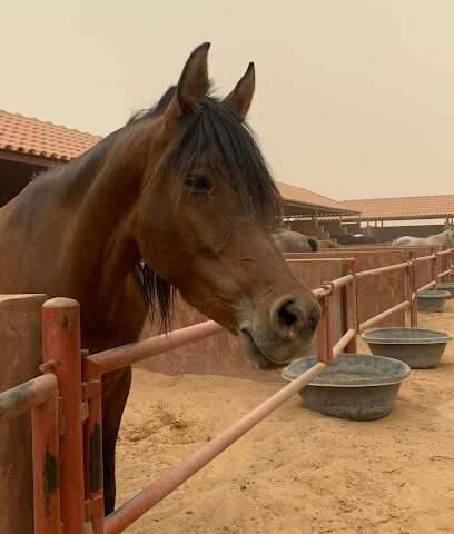 مربط أعز للخيل العربية الاصيلة - Riyadh Al Khabra - +966 50 541 8242