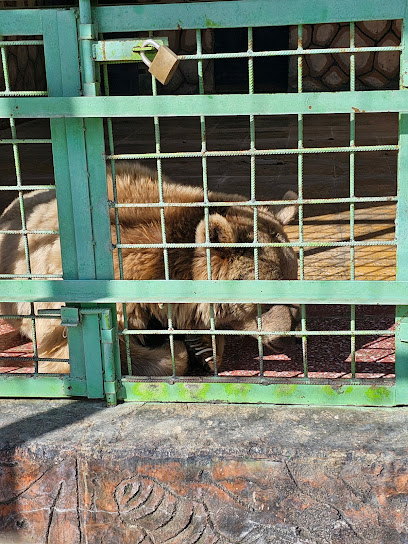 Taif Zoo - Saudi Arabia|Taif 26514|3830