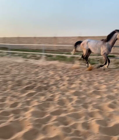 اسطبل خوالي - Riyadh Al Khabra -