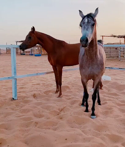 مربط فرسان الرحمانية - Al Hazim - +966 53 680 9120