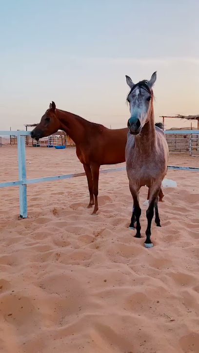 مربط فرسان الرحمانية - Saudi Arabia|Al Hazim 11942|Unnamed Road|549R+W6H