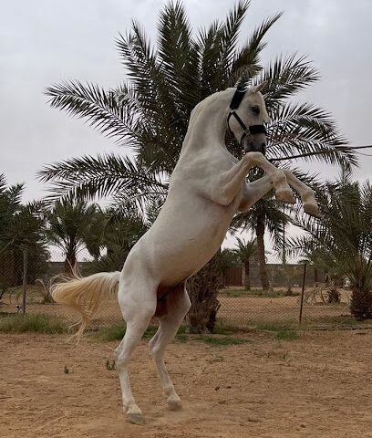 إسطبل آندورينس / Endurance Stable - Hafar Al Batin - +966 58 001 1338