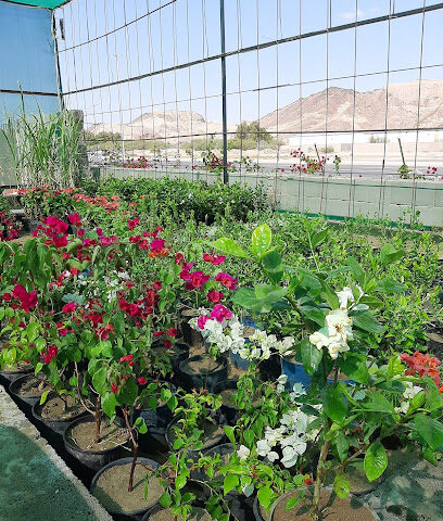 Sunflower nursery مشتل عباد الشمس - Jeddah - +966 54 269 3692