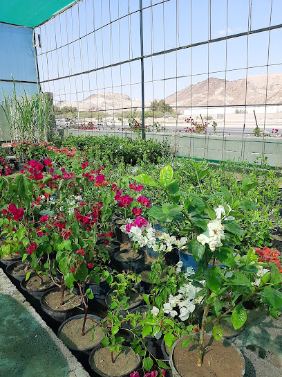 Sunflower nursery مشتل عباد الشمس - Saudi Arabia|Jeddah 22233|Old Mecca Al Moukarramah Rd