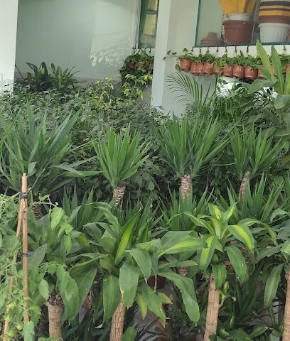 حدائـق الرواد لنباتات الزينة(Plant Nursery) - Abha -