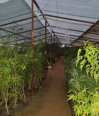 مشتل Nursery - Riyadh -
