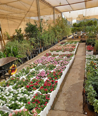 مشاتل الجودة الزراعيه مشتل بندر - Riyadh - +966 53 722 3686