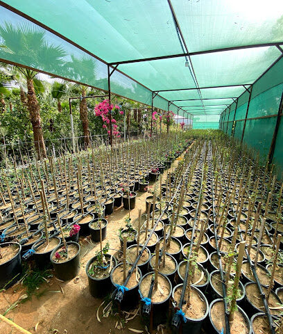 Nursery anecdotes trees - Riyadh Province - +966 54 109 0952
