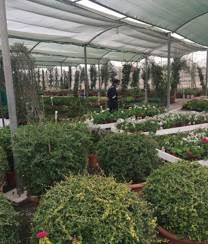 Zaid Alhussain Nursery - Saihat - +966 50 585 8301
