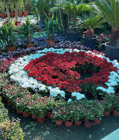 مشتل الوادي المتميز - Taif - +966 55 574 1423