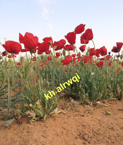 مشتل نوره للنباتات البرية - Sakaka - +966 56 346 7867