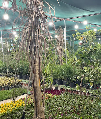 مشتل درة الورد - Saihat - +966 50 366 9114