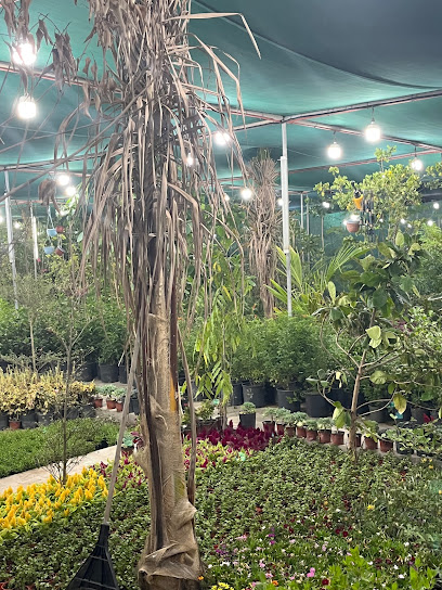 مشتل درة الورد - Saudi Arabia|Saihat 32461|Dhahran Jubail Expy
