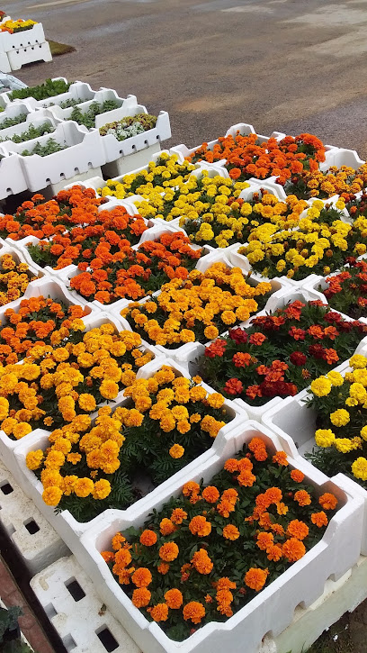 Garden 1 - Saudi Arabia|Al Qatif 32465|Unnamed Road|FXQW+PCP
