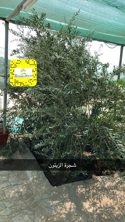 ورد وظل للزهور والنباتات الطبيعيه - Saudi Arabia|Badr 46372|طريق الملك فيصل،