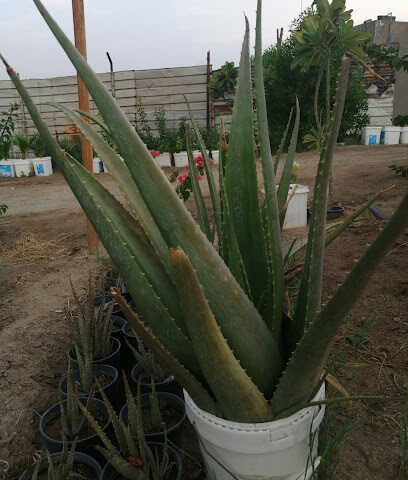 مشتل لبيع الأشجار - Taif -