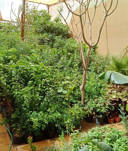 مشتل وتنسيق حدائق ابو ركان للزراعه - Riyadh - +966 55 223 8309