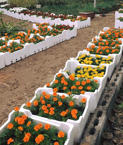 Dammam Nurseries - Saihat - +966 56 669 8443