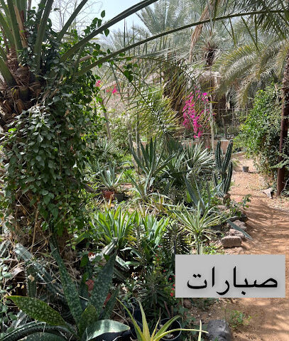 مشتل زهور المدينة - Al Madinah Al Munawwarah - +966 56 723 2860