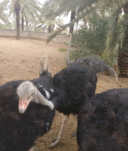 مزرعة راشد عبدالله المومي القعيد - Unnamed Road - +966 56 974 2251