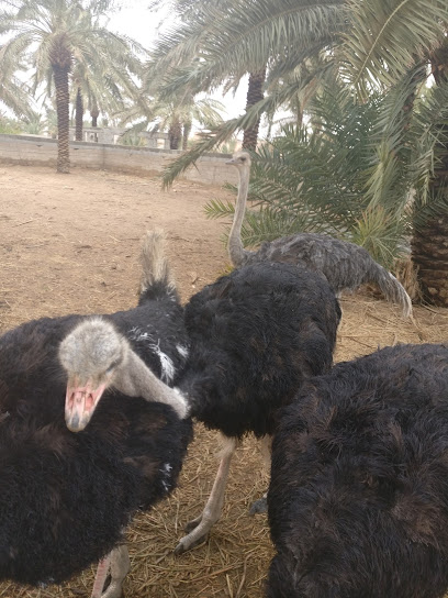 مزرعة راشد عبدالله المومي القعيد - Saudi Arabia|58686|Unnamed Road