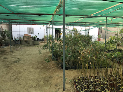 مشتل تفاح الورد - Jeddah - +966 57 268 6920