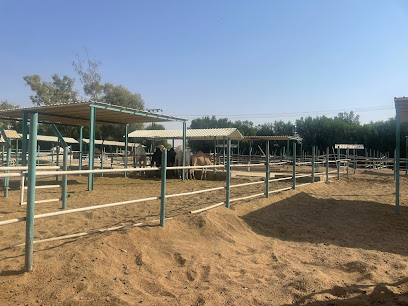 Qassim University, Camels Research Center - المليداء - +966 16 380 0050