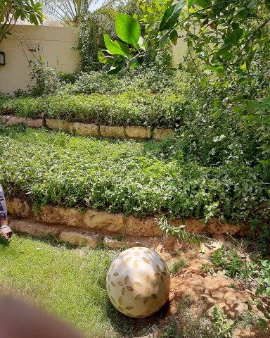 Plant shop - Riyadh -